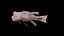 Bodianus reticulatus