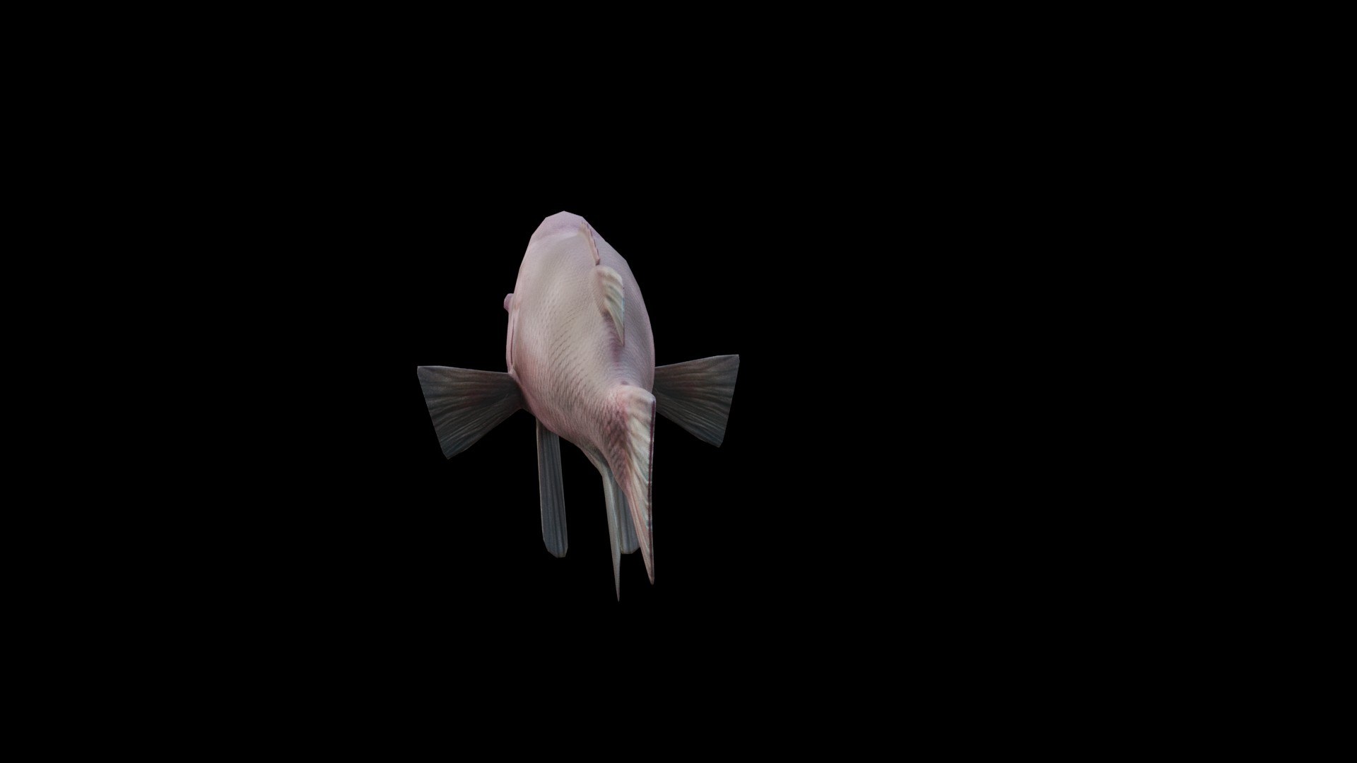 3D Bodianus reticulatus model https://p.turbosquid.com/ts-thumb/Qw/PBF2p0/sM/model0002/jpg/1762969859/1920x1080/fit_q87/a15f4795f0fd47452c3880dd16148d674fc527fd/model0002.jpg