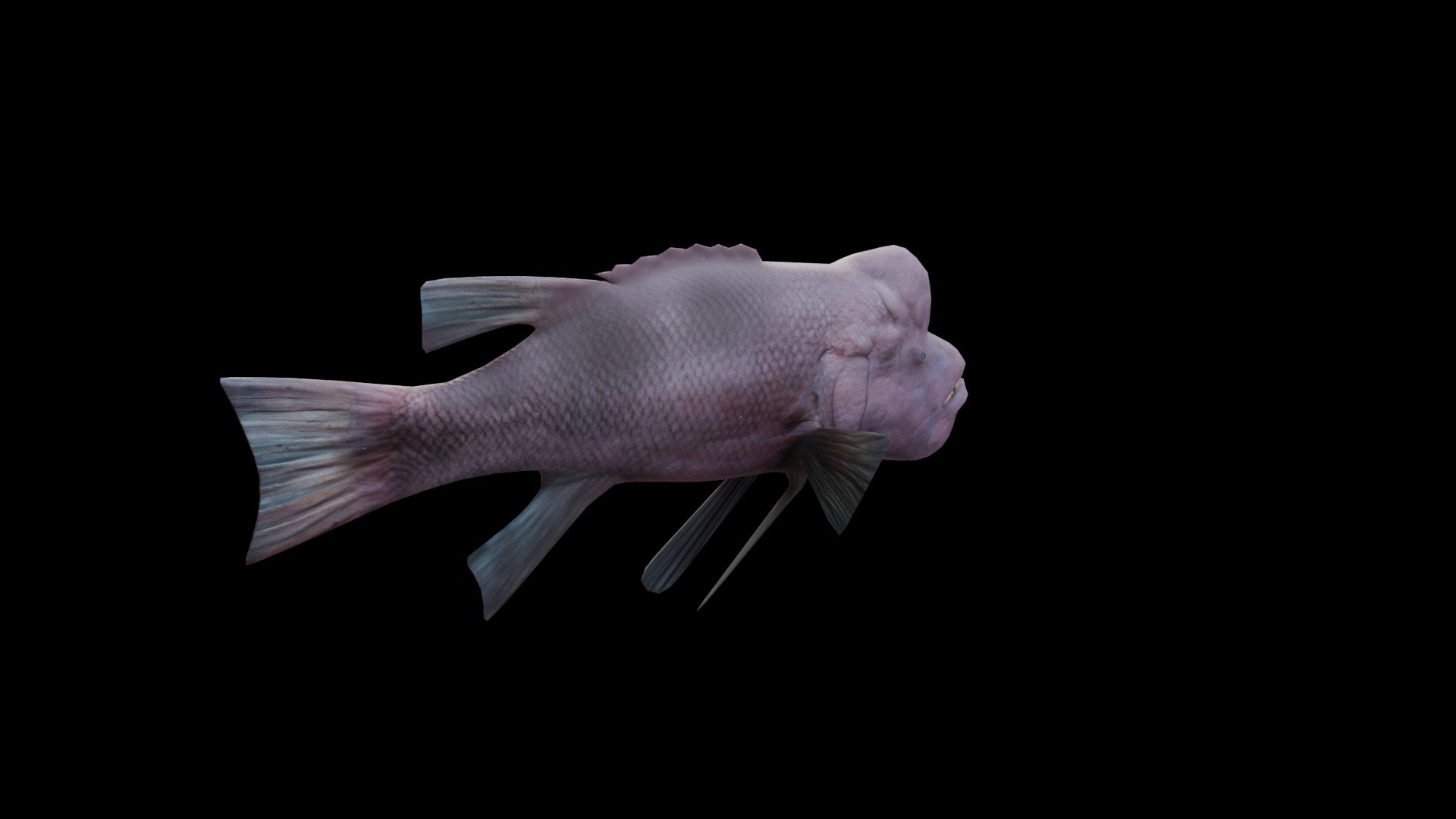 3D Bodianus reticulatus model https://p.turbosquid.com/ts-thumb/Qw/PBF2p0/tZ/model0003/jpg/1762969860/1920x1080/fit_q87/40fa2b06a2948d0fa7601d361c70ec05db2a3991/model0003.jpg