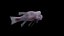 Bodianus reticulatus
