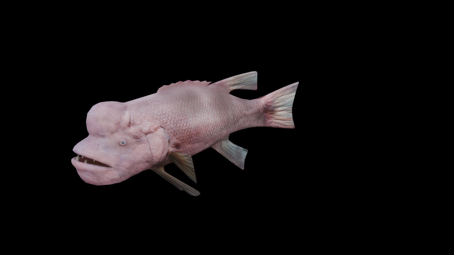 3D Bodianus reticulatus model https://p.turbosquid.com/ts-thumb/Qw/PBF2p0/xQ/model0006/jpg/1762969859/1920x1080/fit_q87/99cb424ba34dd33f6ff7a52e29e5e8716963b3a7/model0006.jpg