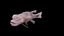 Bodianus reticulatus