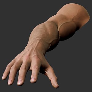 3D realistic male arm hand model