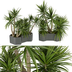 Collection plant vol 321 - indoor - palm - Dracena - blender - 3dmax - cinema 4d