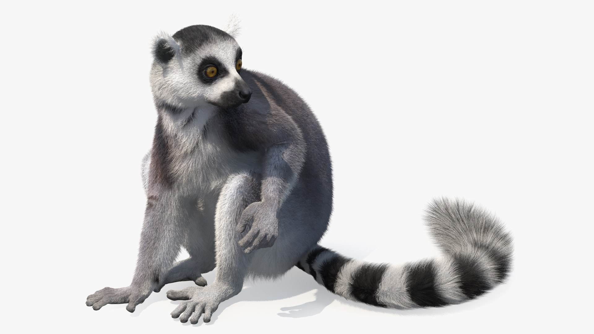 Ring-tailed Lemur Sitting Fur 3D model preview
