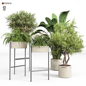 3D indoor plant set 08 model