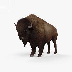 bison american buffalo 3D model