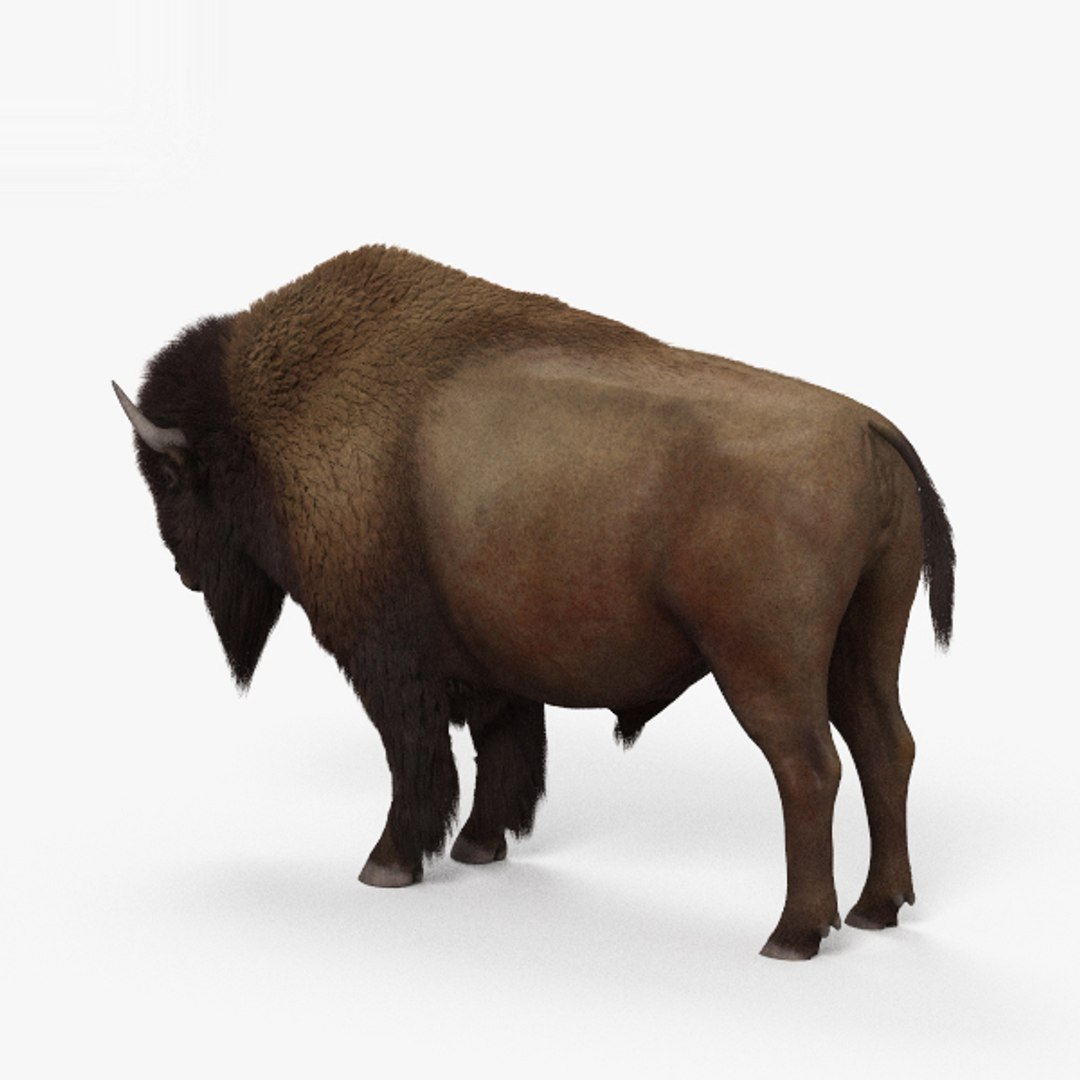 bison buffalo 3d model zbrush