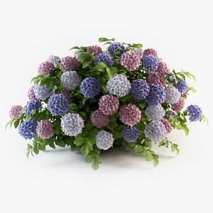 Hydrangea flowers