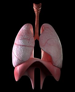 lungs 3D model