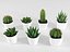 Cactus succulent en pot
