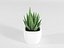 Cactus succulent en pot