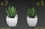Cactus succulent en pot
