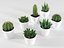 Cactus succulent en pot