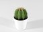 Cactus succulent en pot