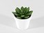 Cactus succulent en pot