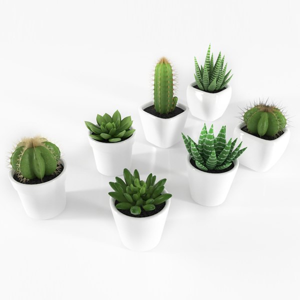 Sins Of Succulent Type