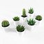 Cactus succulent en pot