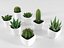 Cactus succulent en pot