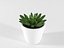 Cactus succulent en pot