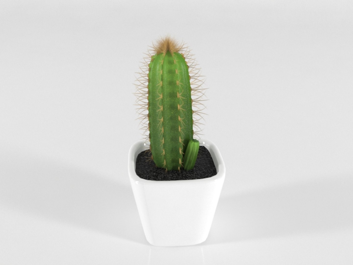 3D succulente cactus pot plant model https://p.turbosquid.com/ts-thumb/Qx/4FjUhK/q7N8NS7C/succulente09/jpg/1557407915/1920x1080/fit_q87/e53d39a031b6c60b6980c47f5e9643811153b705/succulente09.jpg