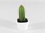 Cactus succulent en pot