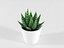 Cactus succulent en pot