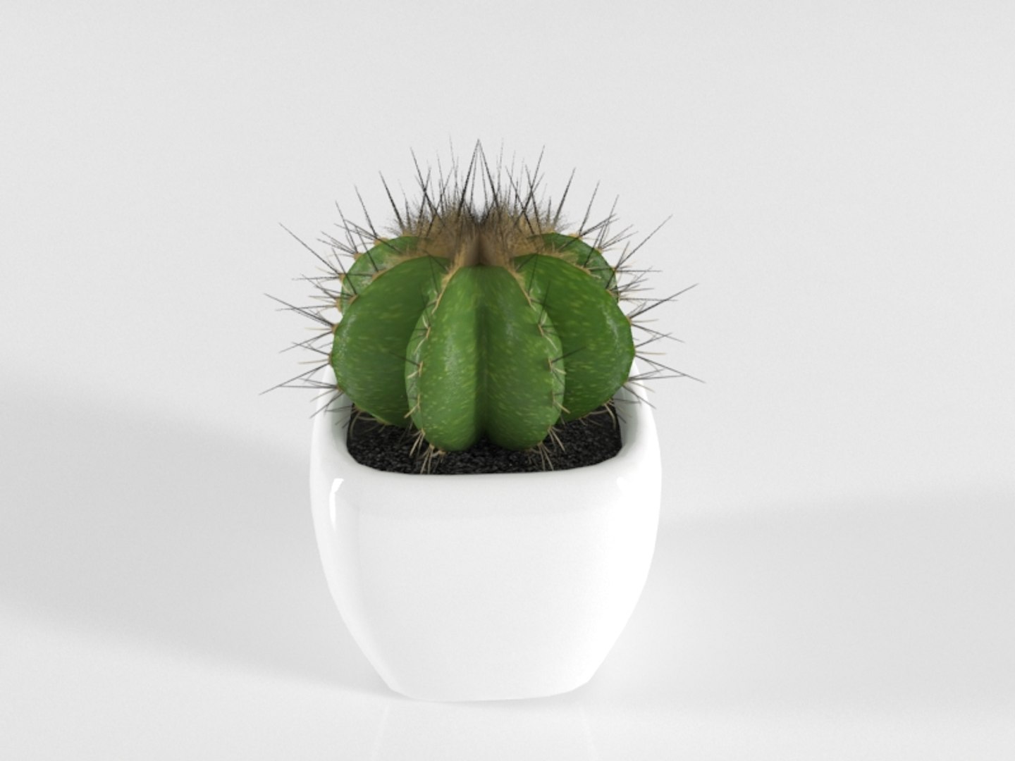 3D succulente cactus pot plant model https://p.turbosquid.com/ts-thumb/Qx/4FjUhK/yFalET8l/succulente06/jpg/1557407915/1920x1080/fit_q87/28e73934f0107d1a36cbe472c7b24dc01c4b5015/succulente06.jpg