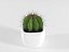 Cactus succulent en pot
