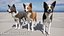 Hund - Border-Collie 2