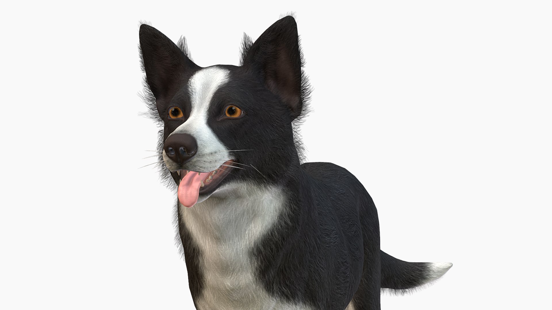 Dog - Border Collie 2 3D Model - TurboSquid 2060568