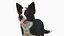 Hund - Border-Collie 2