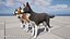 Hund - Border-Collie 2