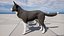 Hund - Border-Collie 2