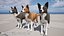 Hund - Border-Collie 2