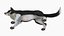 Hund - Border-Collie 2