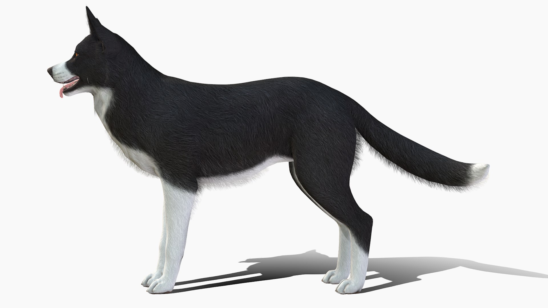 Dog - Border Collie 2 3D model https://p.turbosquid.com/ts-thumb/Qx/6LUTIl/Va/r5/png/1682169786/1920x1080/fit_q87/c9c8896ee2bc3ce30c56f6362146566317901120/r5.jpg