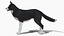 Hund - Border-Collie 2