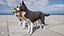 Hund - Border-Collie 2