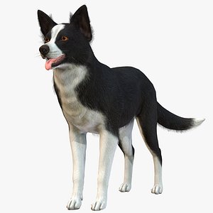 Dog - Border Collie 2