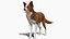 Hund - Border-Collie 2