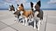 Hund - Border-Collie 2