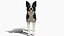 Hund - Border-Collie 2