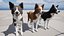 Hund - Border-Collie 2