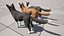 Hund - Border-Collie 2
