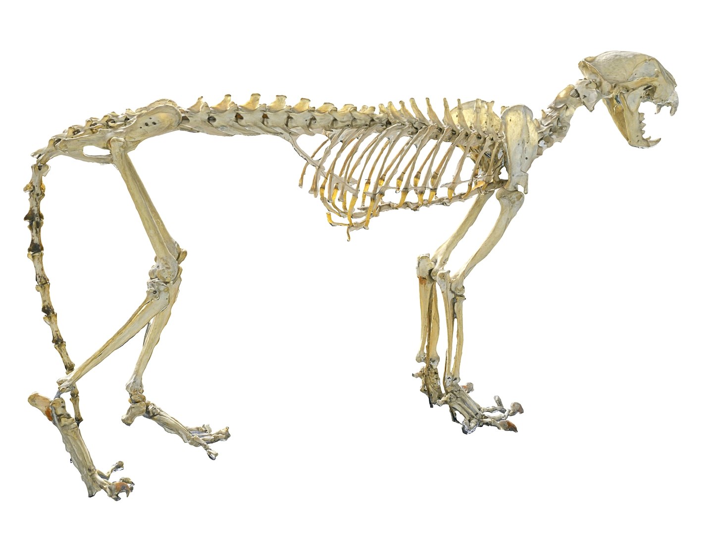 3D Model Leopard Skeleton - TurboSquid 1567347