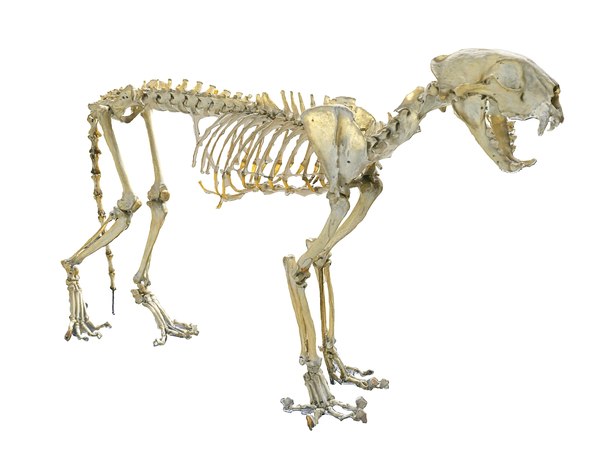 3D model leopard skeleton