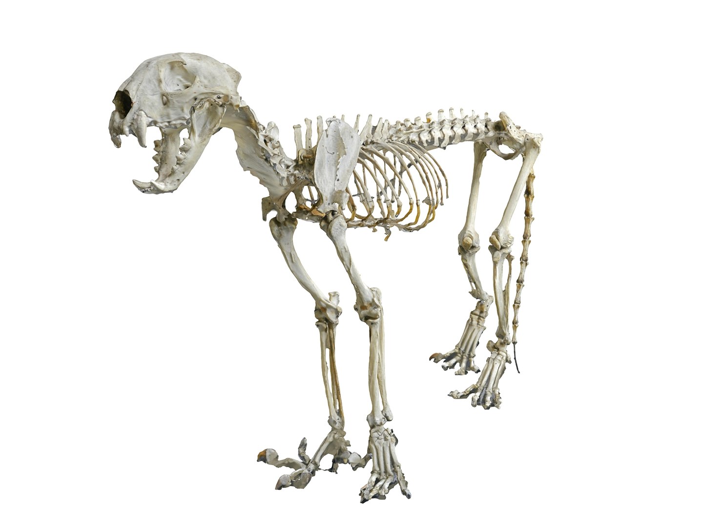 3d Model Leopard Skeleton - Turbosquid 1567347