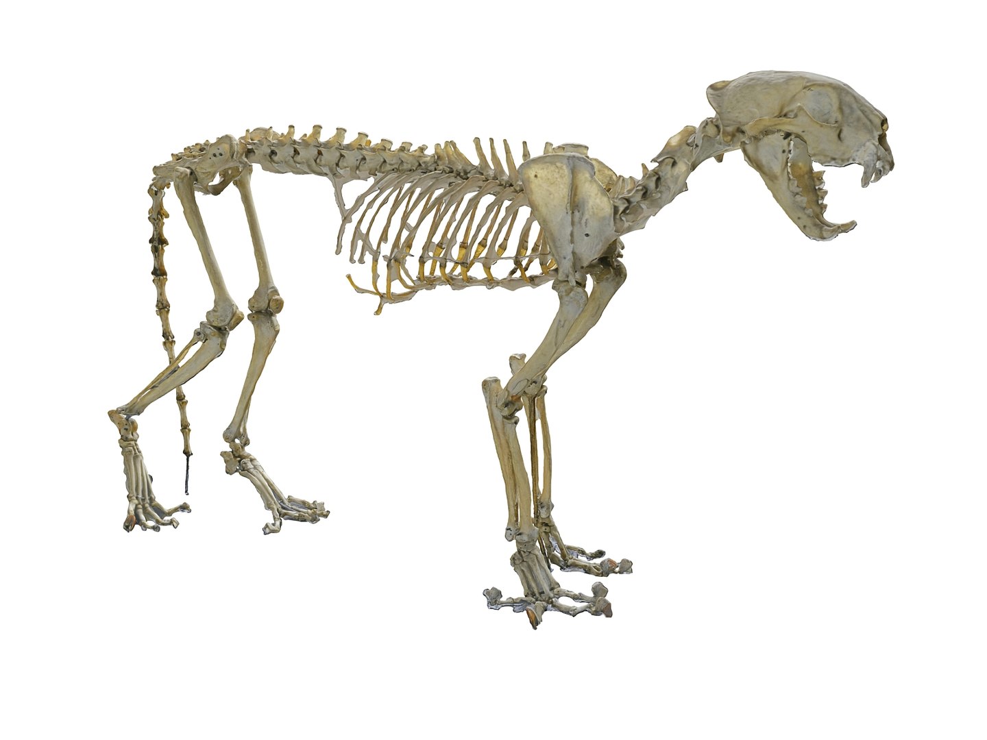 3D Model Leopard Skeleton - TurboSquid 1567347