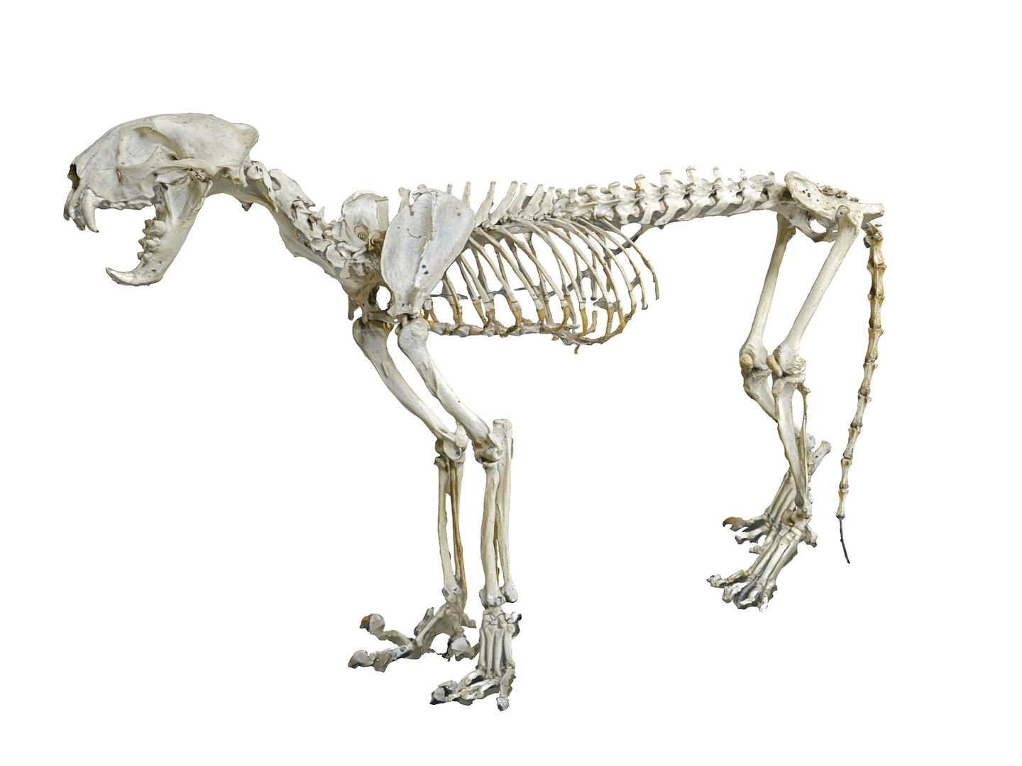 3D Model Leopard Skeleton - TurboSquid 1567347